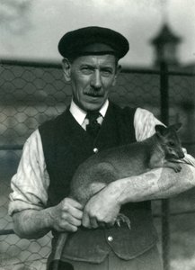 Gardien G. Blore tenant un Wallaby au Zoo de Londres, octobre 1920